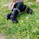 Black Stylish Mid Calf Suede Boots with Fuzzy Trim and Adorable Details image